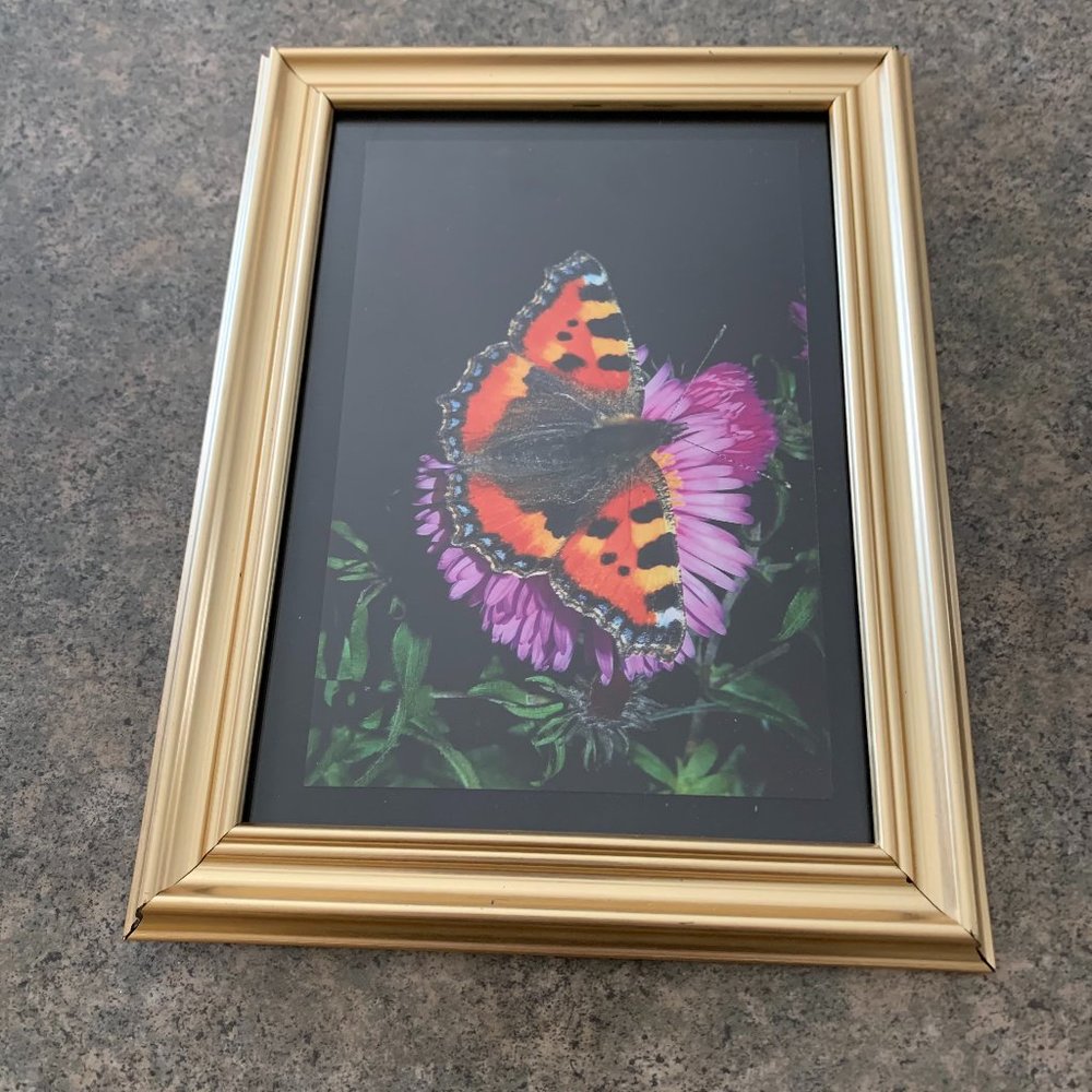 Set of (10) Assorted Butterfly Greeting Cards
